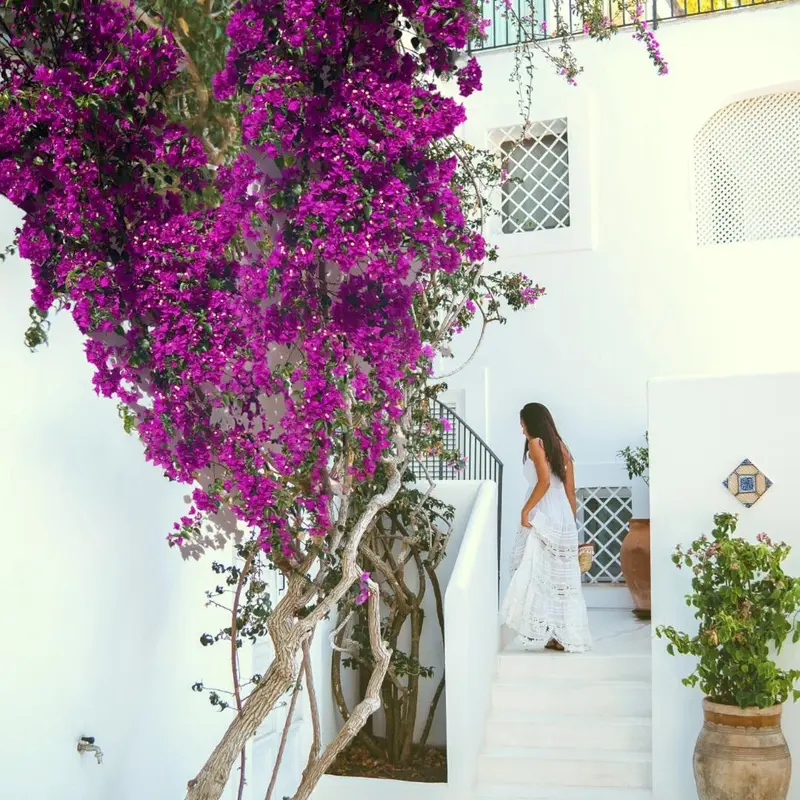Une personne monte des escaliers blancs ornés de bougainvillées violettes.