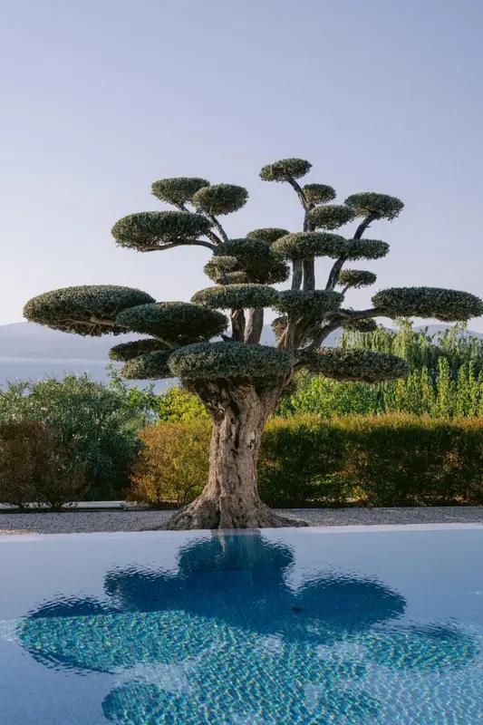 Un arbre taillé en forme de parasol se reflète dans l'eau d'une piscine.