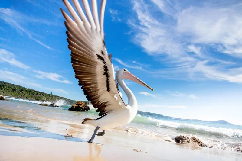 Un grand oiseau de mer aux ailes déployées se tient sur une plage de sable.