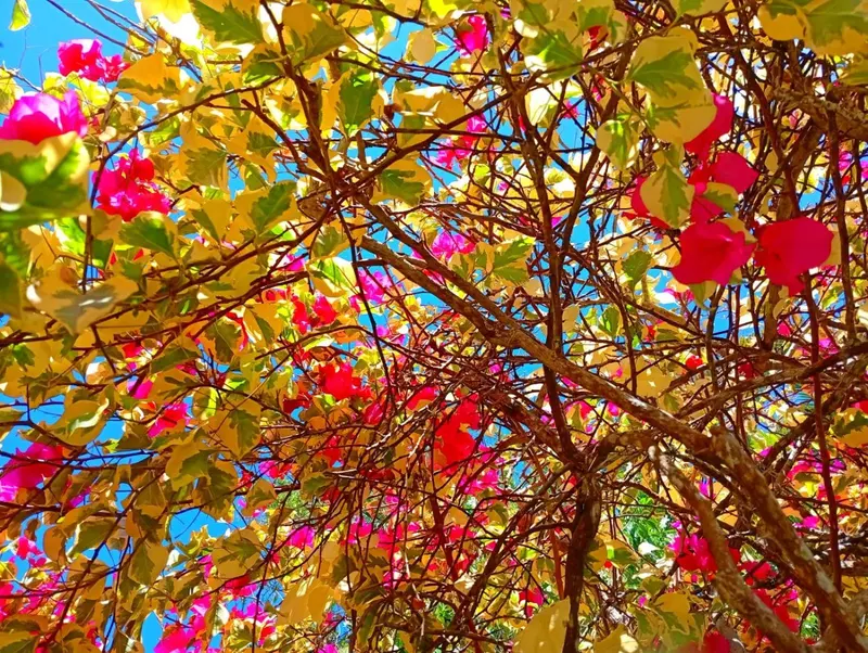 Branches fleuries aux couleurs vives sous un ciel bleu.