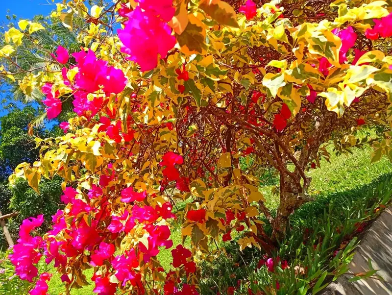 Arbuste aux fleurs vives dominant une pelouse verdoyante.