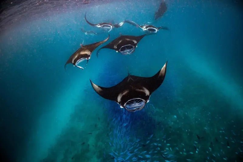 Raies manta évoluent dans une eau turquoise et lumineuse.