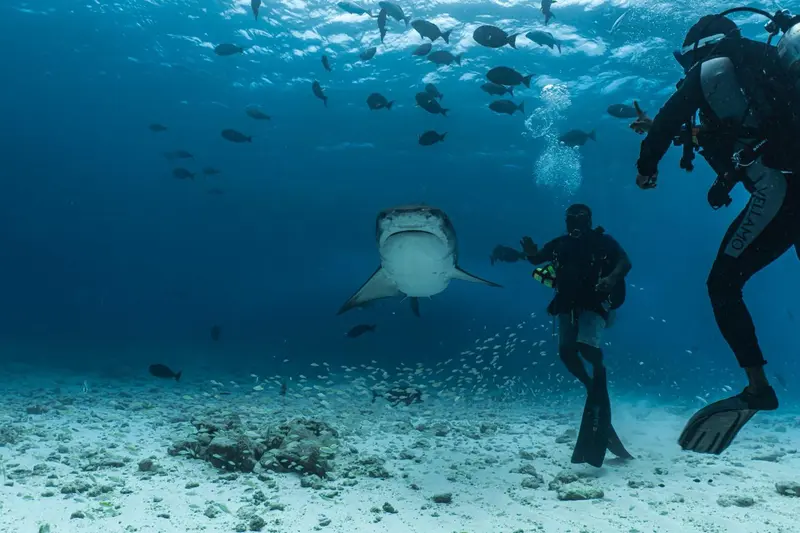 Deux plongeurs interagissent avec un requin dans un environnement sous-marin.