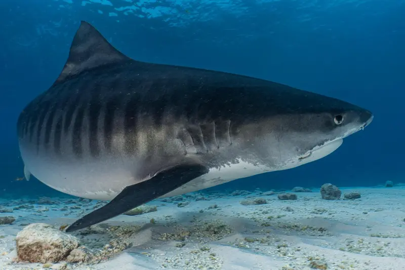 Un grand requin tigre nage dans un environnement sous-marin rocheux.
