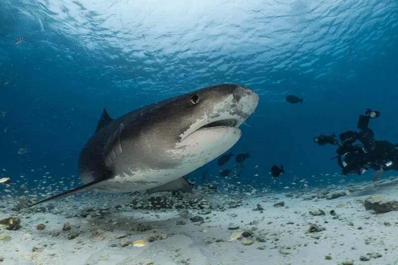 Un grand requin blanc nage au-dessus d'un fond sablonneux.