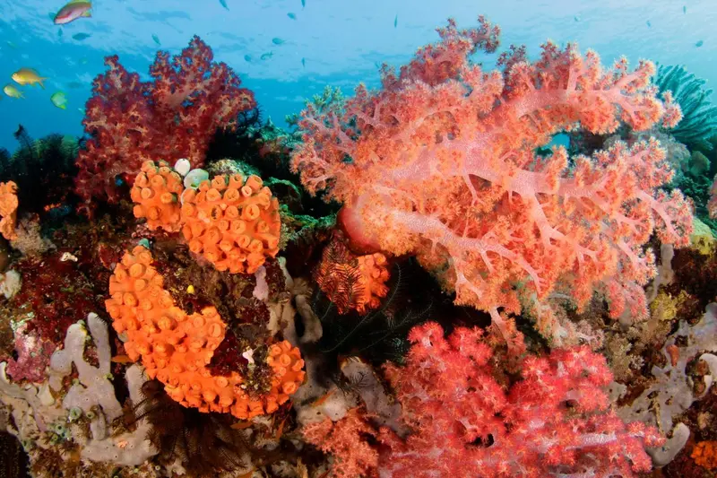 Un récif corallien coloré abrite une faune marine variée.