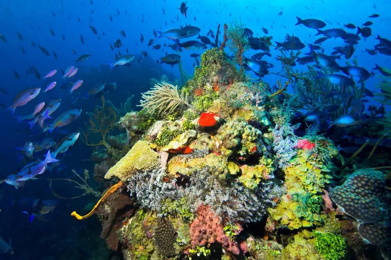 Un récif corallien coloré abrite une multitude de poissons tropicaux.