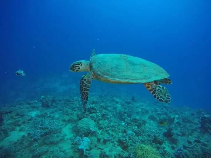 Une tortue marine nage au-dessus d'un fond rocheux et sablonneux.