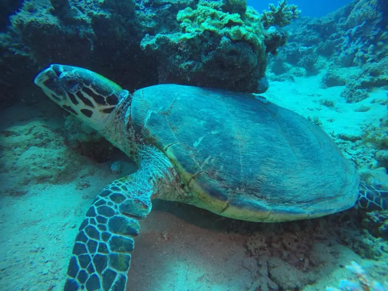 Une tortue marine nage dans un environnement sous-marin sableux.