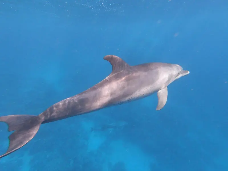 Un dauphin nage dans une eau turquoise claire.