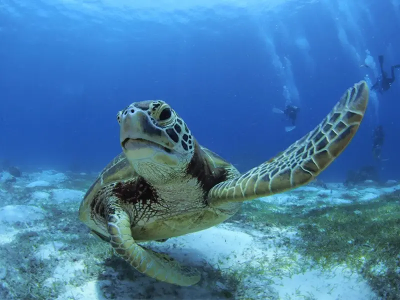 Une tortue marine nage dans un environnement sous-marin lumineux.
