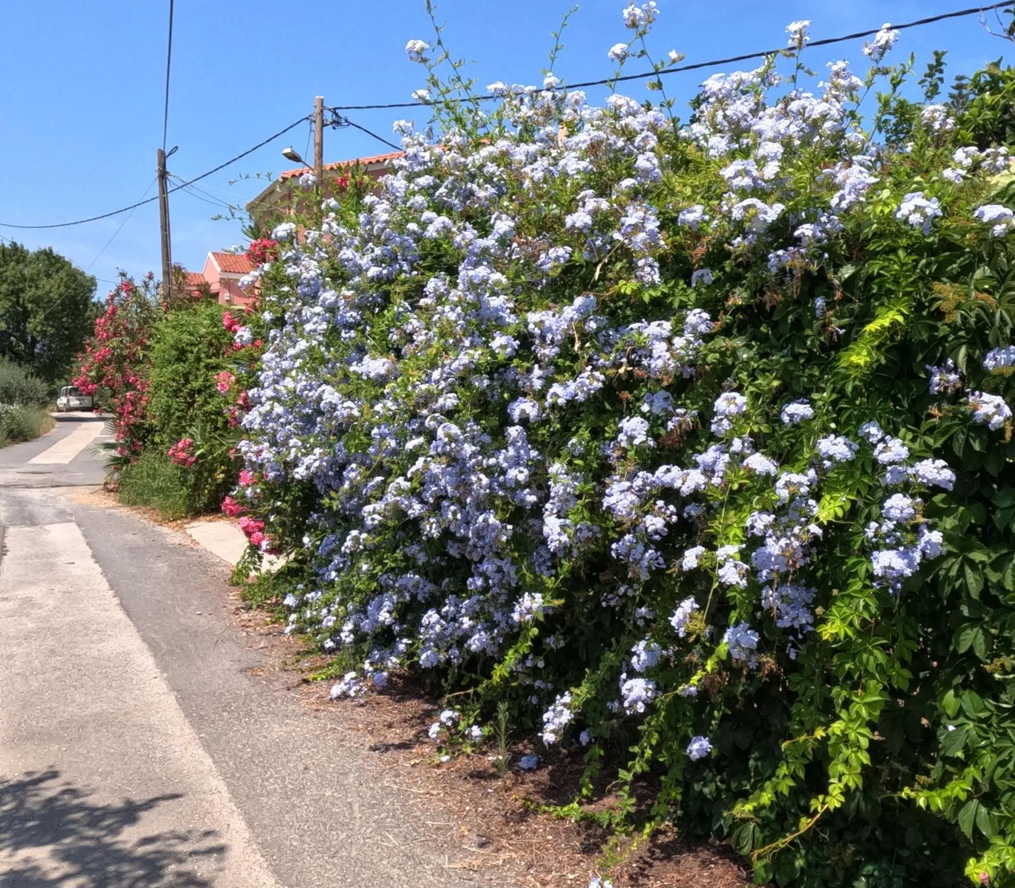 Chemin bordé de végétation fleurie en bord de mer.