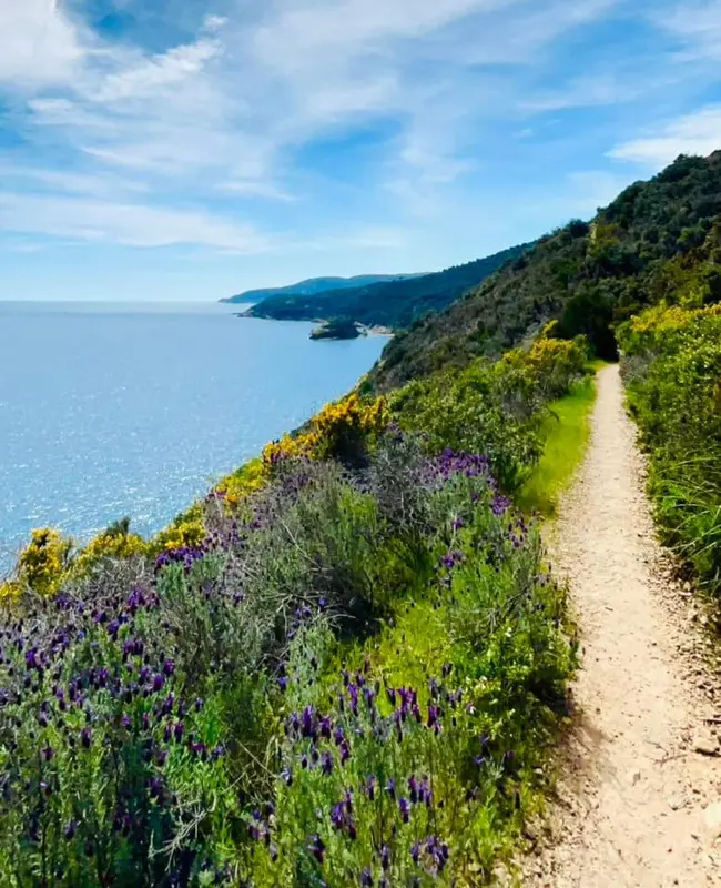 Un sentier sinueux longe une côte rocheuse fleurie face à la mer.