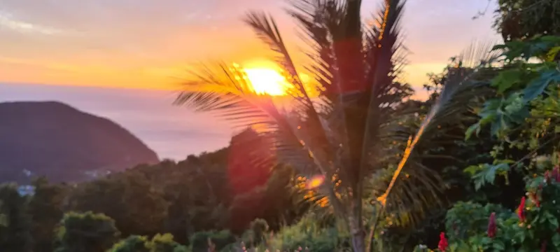 Coucher de soleil sur une mer paisible avec une végétation luxuriante au premier plan.