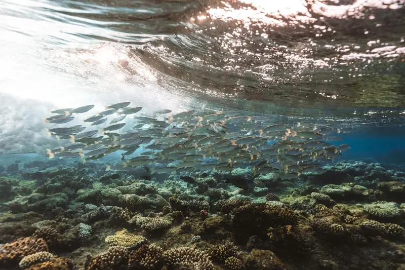 Un banc de poissons évolue au-dessus d'un récif corallien baigné de lumière.