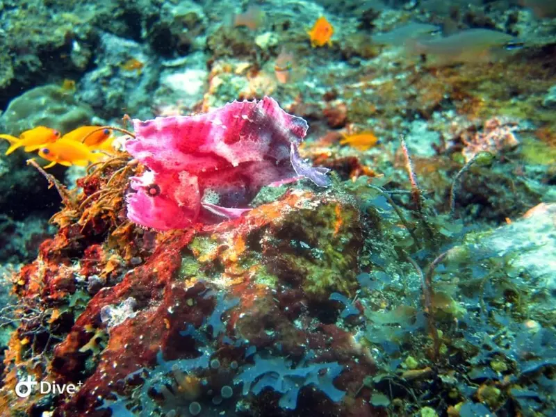 Un poisson coloré se fond dans un récif corallien luxuriant.