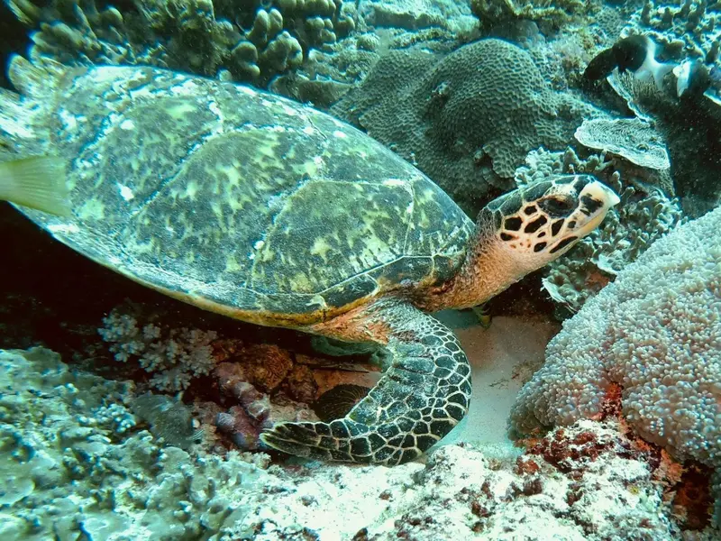 Une tortue marine nage au milieu des coraux.