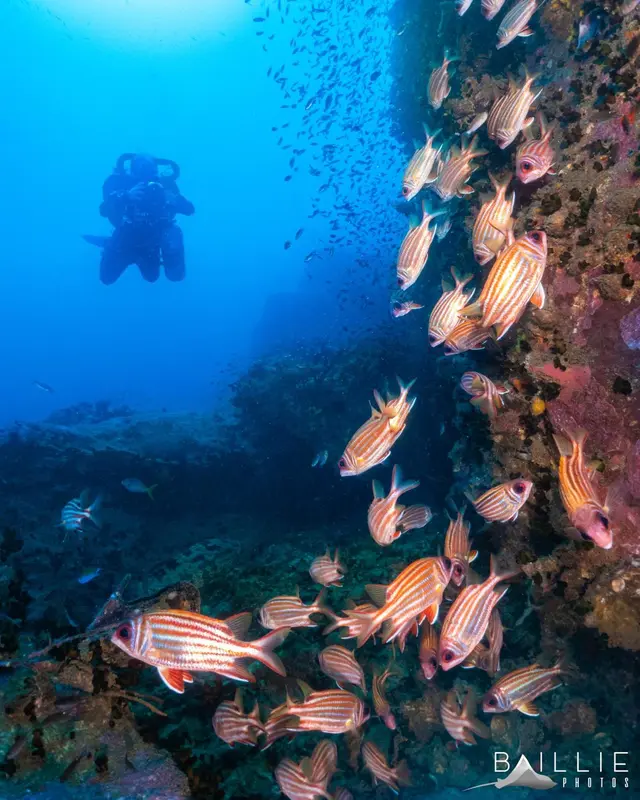 Un banc de poissons évolue autour d'une paroi rocheuse sous-marine.