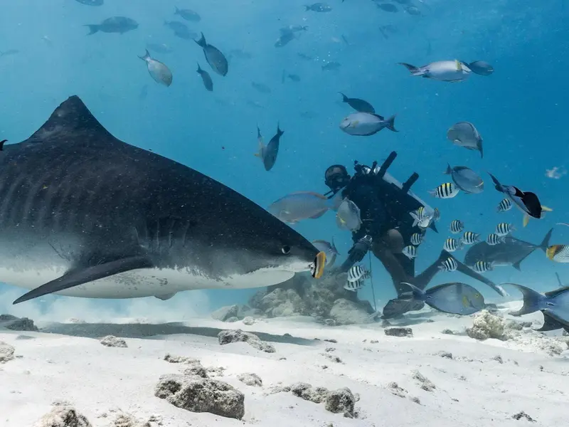 Un plongeur observe un requin baleine dans un environnement marin riche en poissons.
