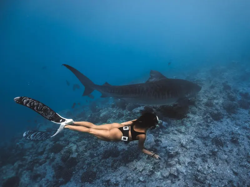 Une nageuse observe un requin-baleine au-dessus d'un récif corallien.