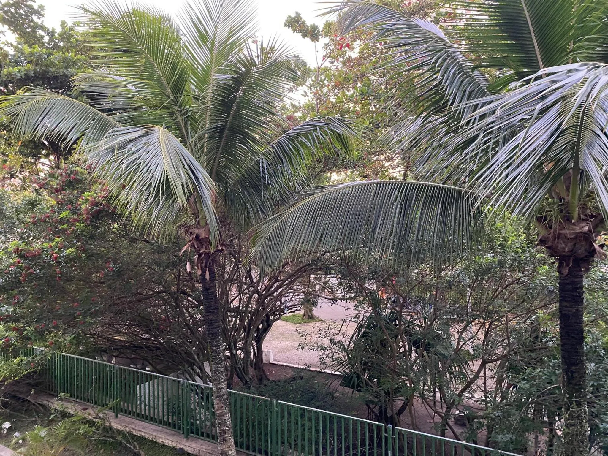 Végétation luxuriante avec des palmiers et une clôture verte.