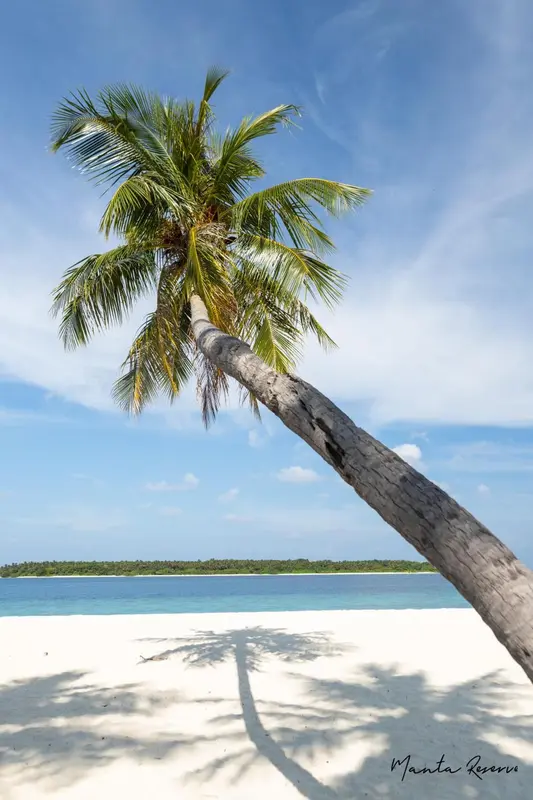 Un palmier se penche sur une plage de sable blanc bordée d'une mer turquoise.