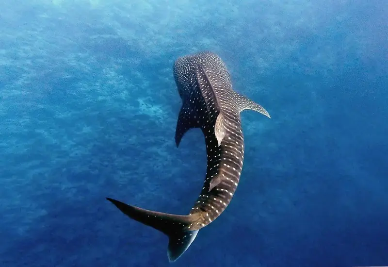 Un requin baleine nage dans les eaux bleues.
