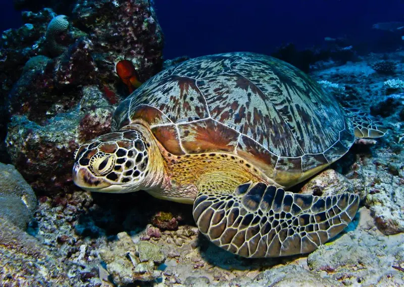 Une tortue marine nage près d'un récif corallien.