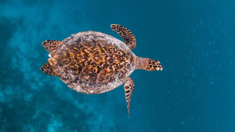 Une tortue marine nage dans une eau turquoise.