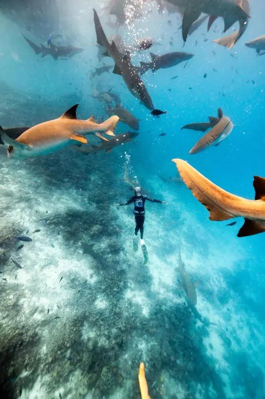 Une personne nage au milieu d'un banc de requins dans une eau turquoise.
