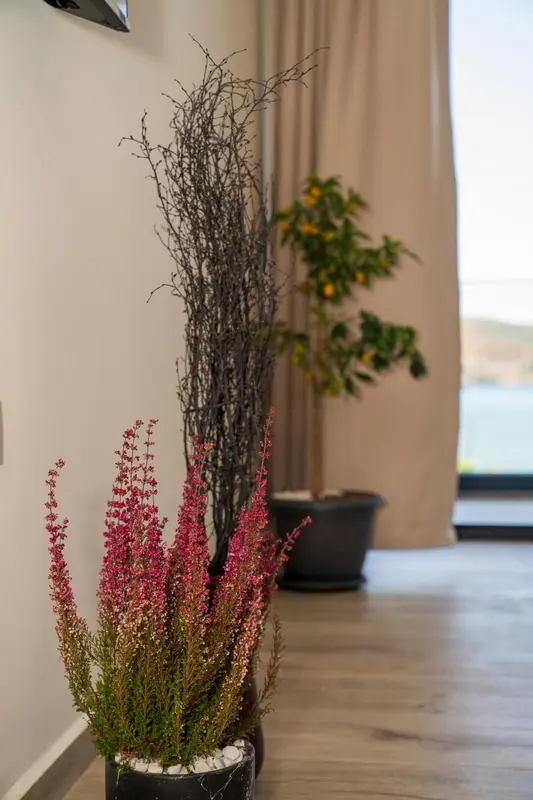Plantes décoratives dans un intérieur lumineux.