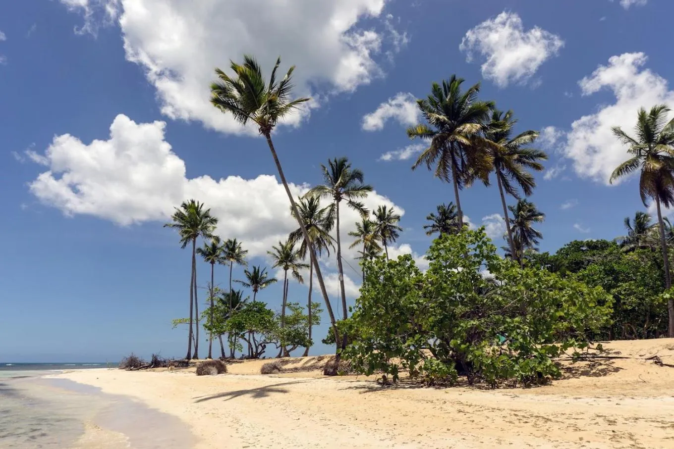 Ciel bleu avec quelques nuages au-dessus d'une plage de sable fin bordée de palmiers.