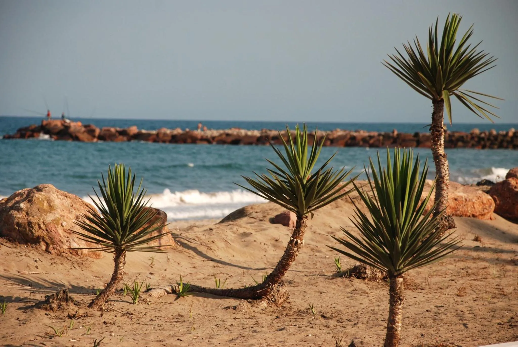 Plages de sable et végétation côtière face à la mer.