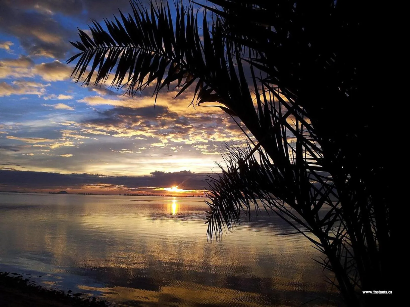 Coucher de soleil sur l'océan avec des palmiers en silhouette.