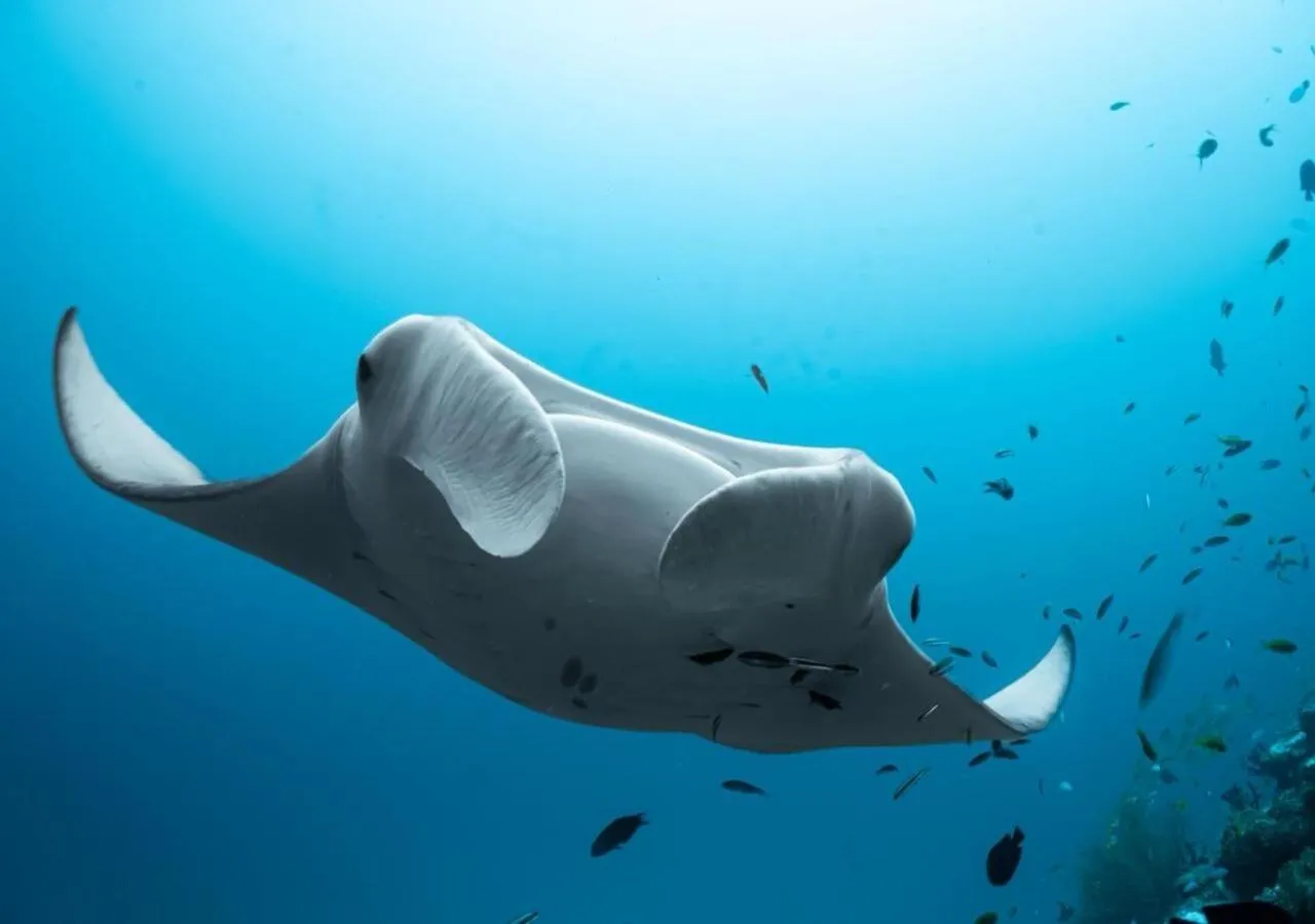 Une raie manta nage dans une eau bleue claire entourée de petits poissons.