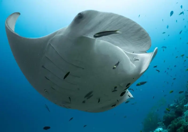 Une raie manta nage dans une eau turquoise entourée de petits poissons.