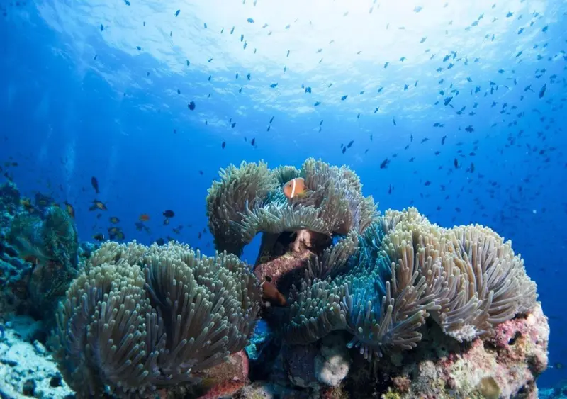 Un récif corallien luxuriant abrite une faune marine colorée dans les eaux bleues.