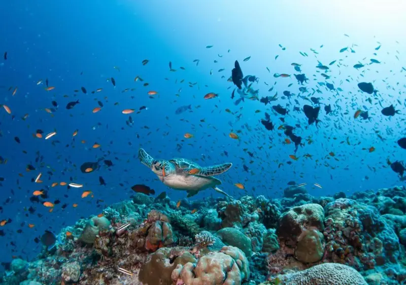 Une tortue marine nage au milieu d'un banc de poissons colorés au-dessus d'un récif corallien.