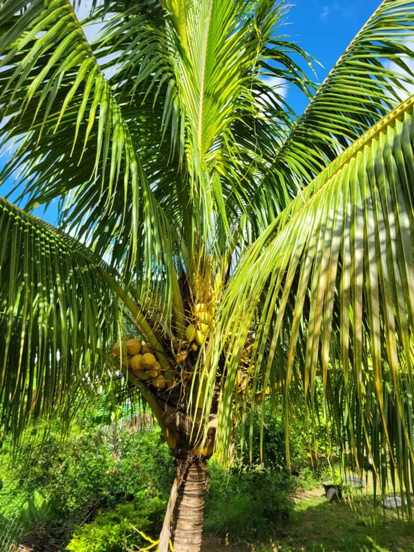 Un palmier aux feuilles luxuriantes et aux fruits pendants se dresse sur un fond de végétation tropicale.