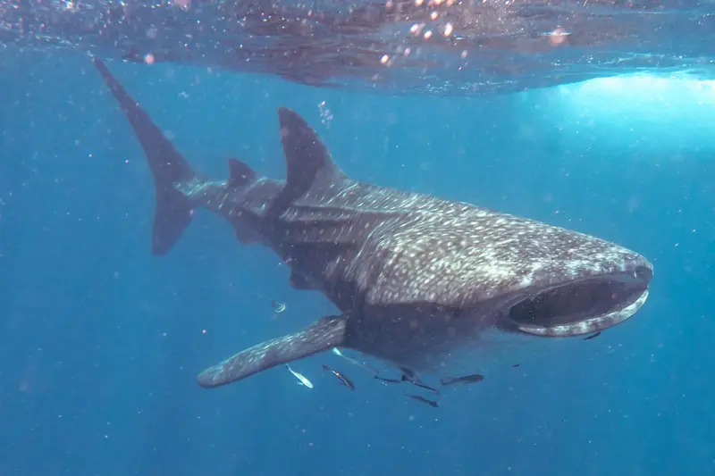 Un grand requin baleine nage dans une eau bleue claire.