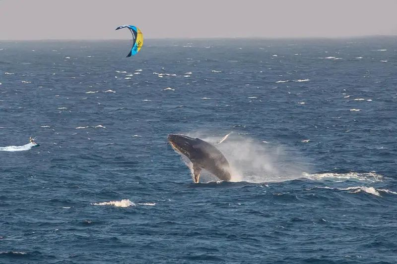 Une baleine saute hors de l'océan, créant des éclaboussures et attirant l'attention.