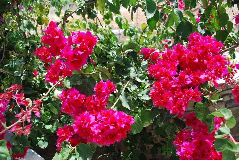 Fleurs roses vives en pleine floraison sur un arbuste luxuriant.