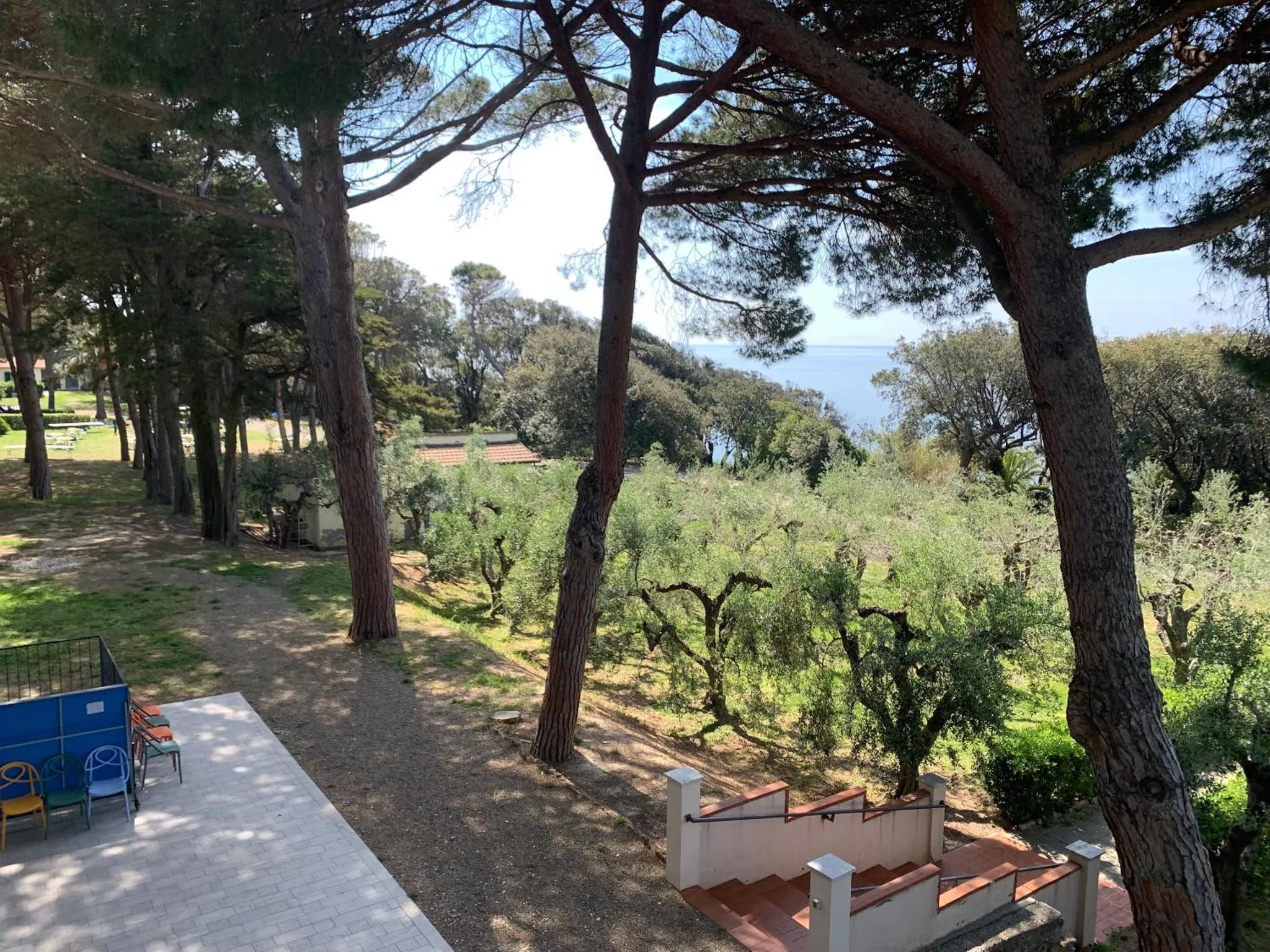 Vue d'un jardin arboré avec des pins et des oliviers, surplombant la mer.