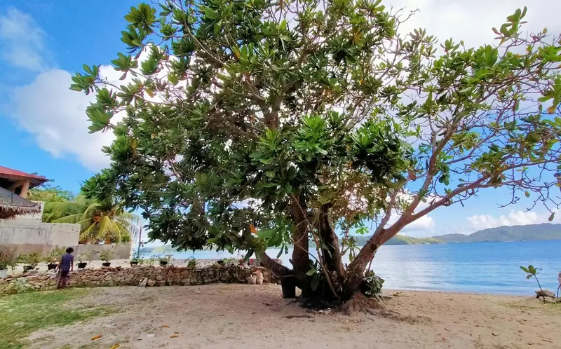 Un grand arbre feuillu domine une plage de sable clair.
