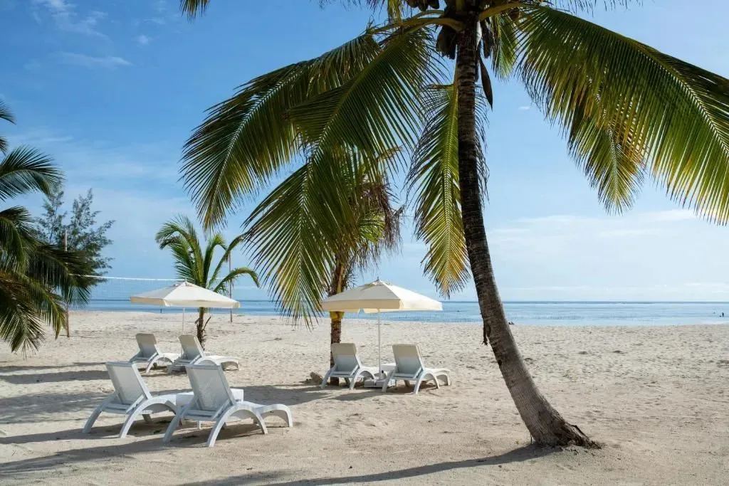 Transats et parasols sur une plage de sable fin bordée de palmiers.