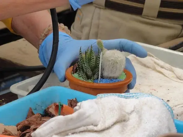 Une personne manipule une plante succulente dans un pot en terre.