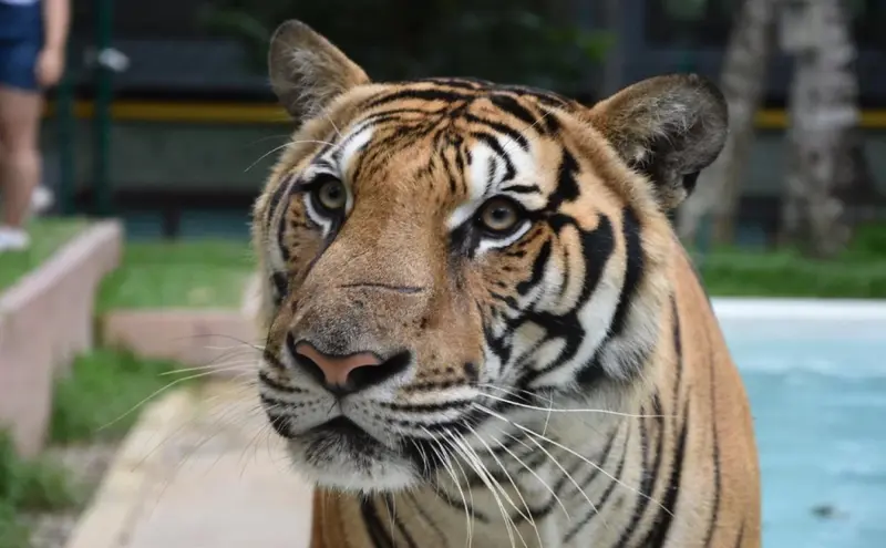 Portrait rapproché d'un tigre regardant l'objectif.