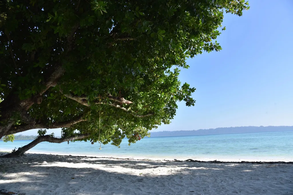 Une plage de sable blanc bordée d'une eau turquoise et d'un arbre ombragé.