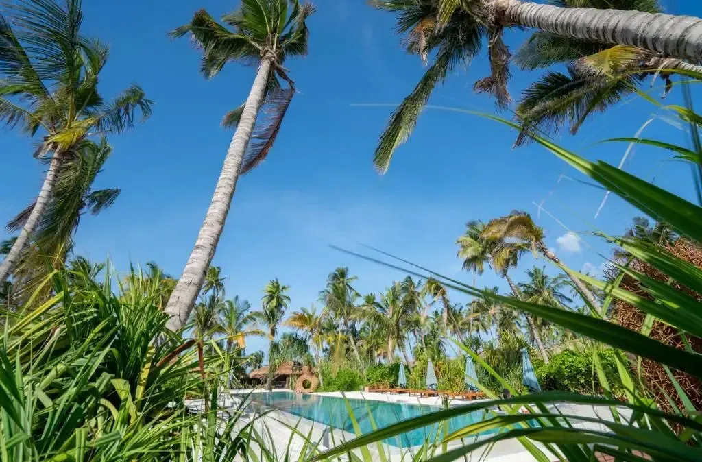 Palmiers se dressant au-dessus d'une piscine rectangulaire bordée de transats.