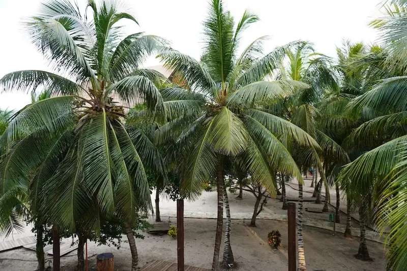 Palmiers sur une plage de sable clair.